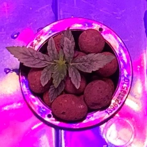Auto Northern Lights growlog timeline photo