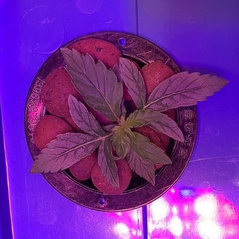 Auto Northern Lights growlog timeline photo