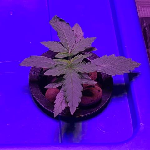 Auto Northern Lights growlog timeline photo