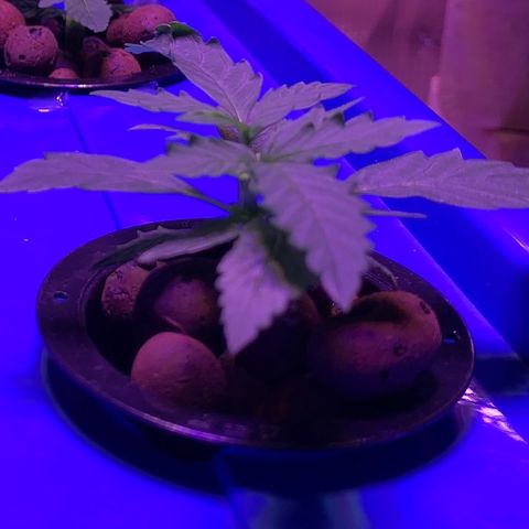 Auto Northern Lights growlog timeline photo