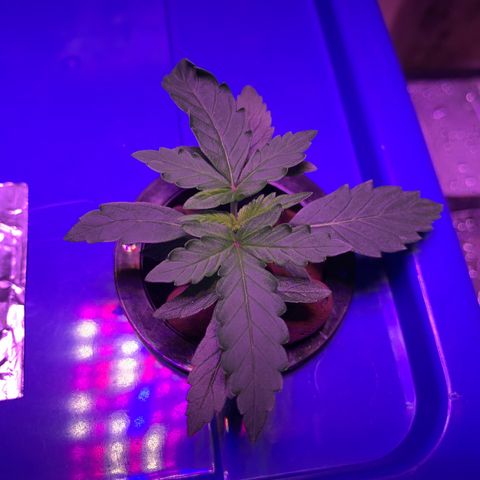 Auto Northern Lights growlog timeline photo