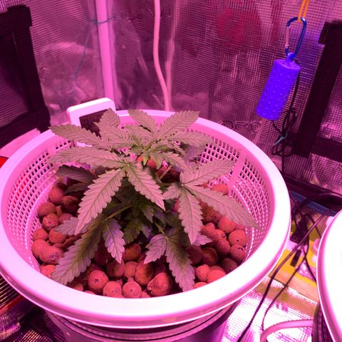 Auto Northern Lights growlog photo: Ppm 400-550
Ph 6.2