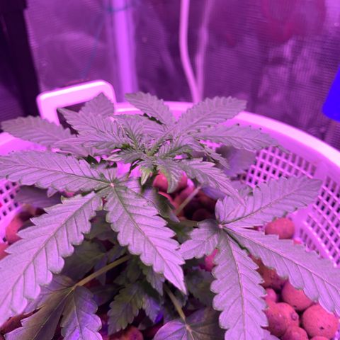 Auto Northern Lights growlog photo: Ppm 400-550
Ph 6.2