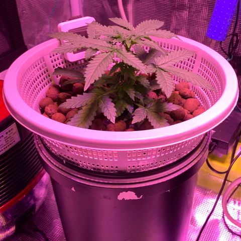 Auto Northern Lights growlog photo: Ppm 400-550
Ph 6.2