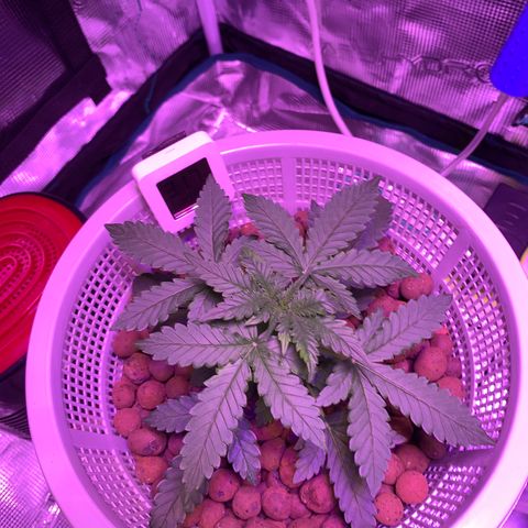 Auto Northern Lights growlog photo: Ppm 400-550
Ph 6.2