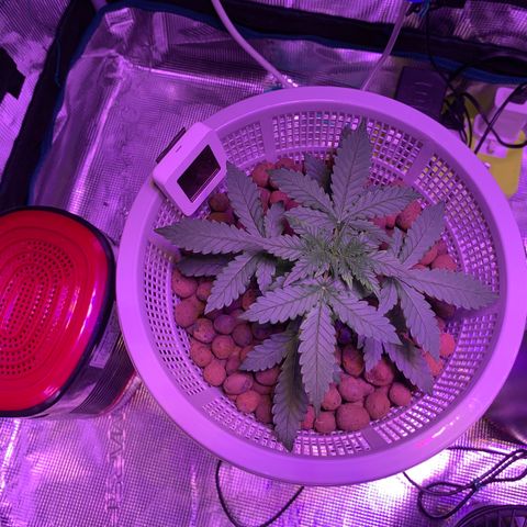 Auto Northern Lights growlog photo: Ppm 400-550
Ph 6.2