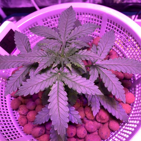 Auto Northern Lights growlog photo: Ppm 400-550
Ph 6.2
