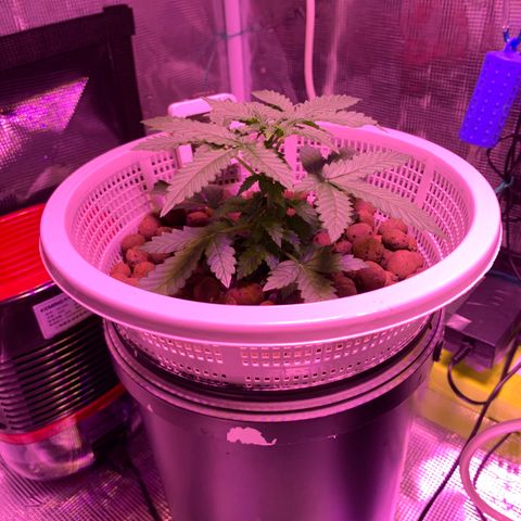 Auto Northern Lights growlog photo: Ppm 400-550
Ph 6.2