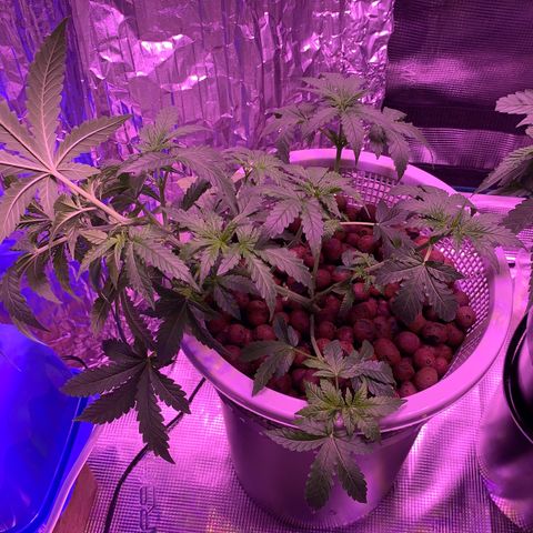 Auto Northern Lights growlog timeline photo
