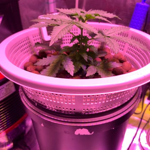 Auto Northern Lights growlog photo: Ppm 400-550
Ph 6.2