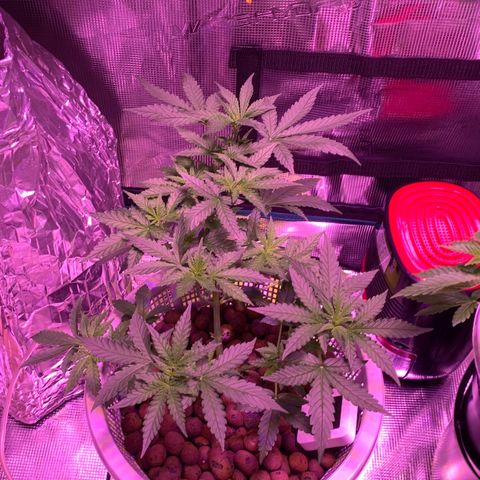 Auto Northern Lights growlog timeline photo