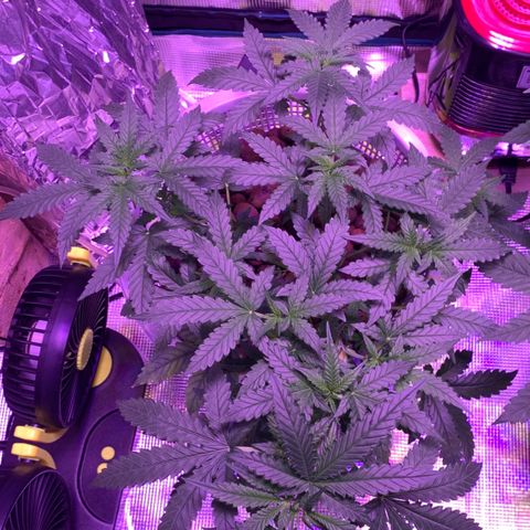 Auto Northern Lights growlog timeline photo