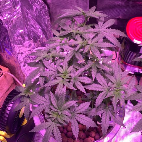 Auto Northern Lights growlog timeline photo