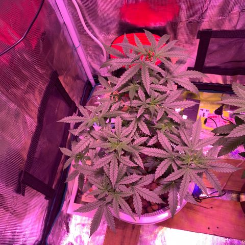 Auto Northern Lights growlog timeline photo