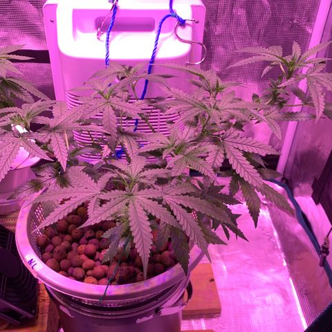Auto Northern Lights growlog timeline photo