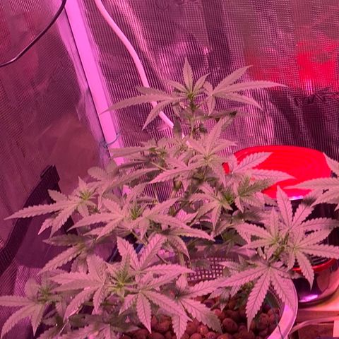 Auto Northern Lights growlog timeline photo