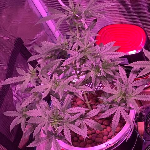 Auto Northern Lights growlog timeline photo