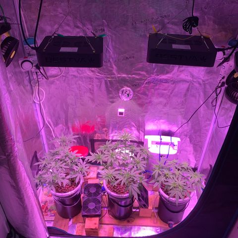 Auto Northern Lights growlog timeline photo