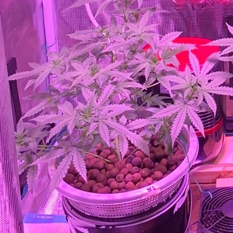 Auto Northern Lights growlog timeline photo