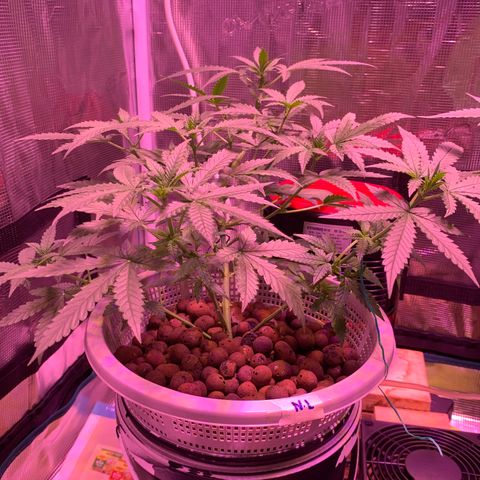 Auto Northern Lights growlog timeline photo