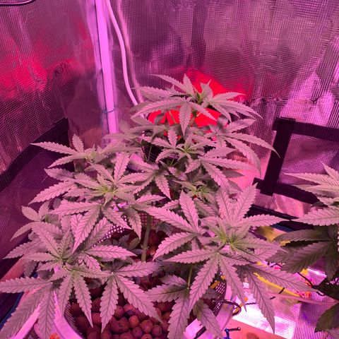 Auto Northern Lights growlog timeline photo