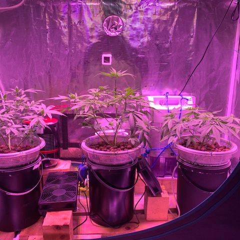 Auto Northern Lights growlog timeline photo