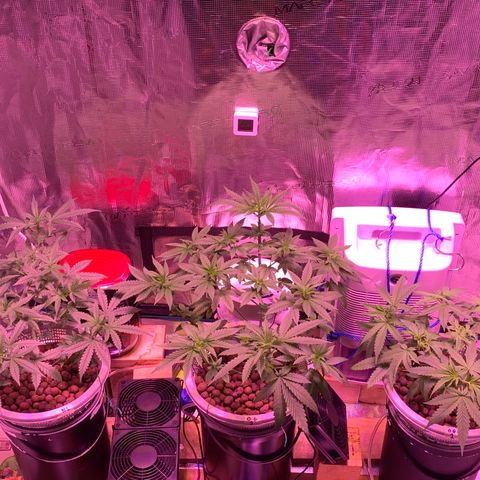 Auto Northern Lights growlog timeline photo