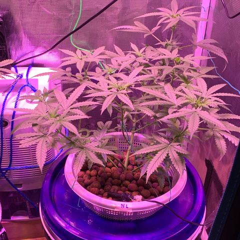 Auto Northern Lights growlog timeline photo
