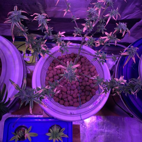 Auto Northern Lights growlog timeline photo