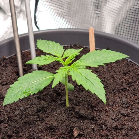 Watermelon Automatic growlog timeline photo