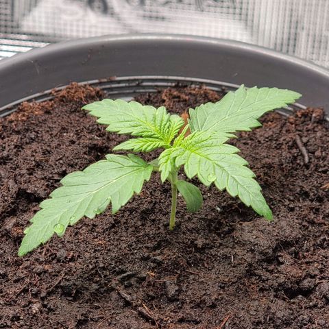 Blue Cheese Auto growlog timeline photo