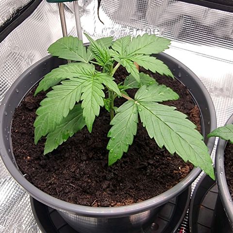 Watermelon Automatic growlog timeline photo