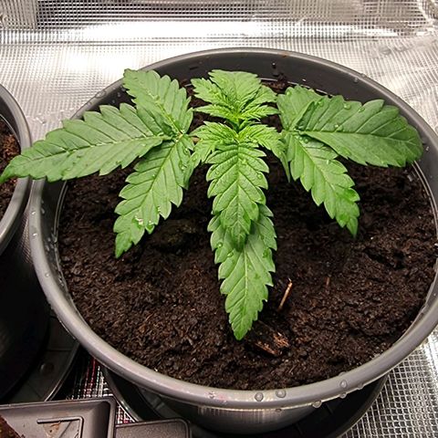Blue Cheese Auto growlog timeline photo