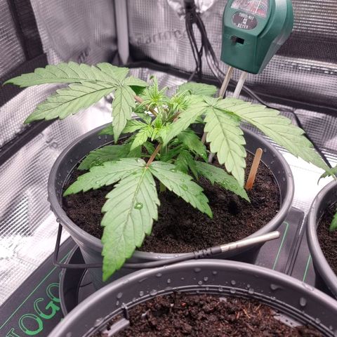 Watermelon Automatic growlog timeline photo