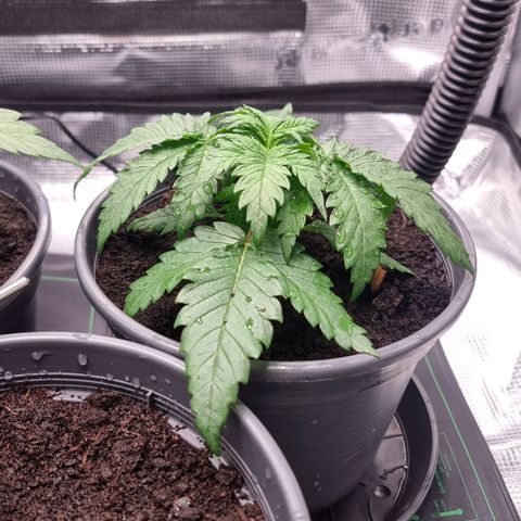 Blue Cheese Auto growlog timeline photo