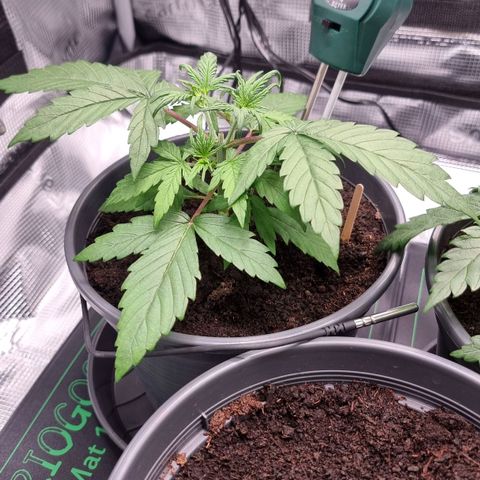 Watermelon Automatic growlog timeline photo