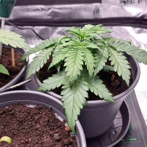 Blue Cheese Auto growlog timeline photo