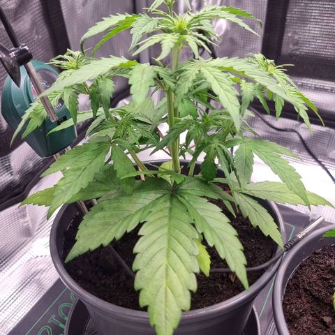 Watermelon Automatic growlog timeline photo
