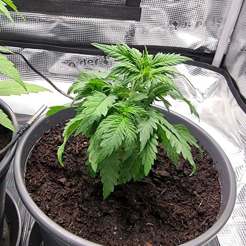 Blue Cheese Auto growlog timeline photo