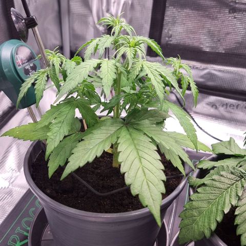 Watermelon Automatic growlog timeline photo