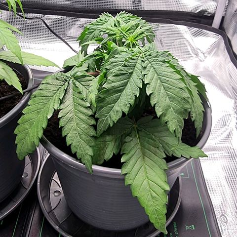 Blue Cheese Auto growlog timeline photo