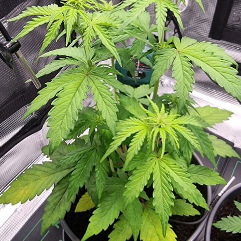 Watermelon Automatic growlog timeline photo