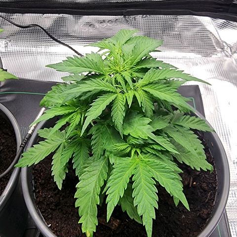 Blue Cheese Auto growlog timeline photo
