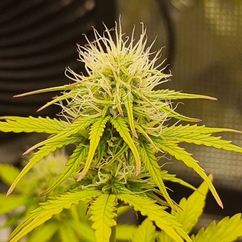 Watermelon Automatic growlog timeline photo