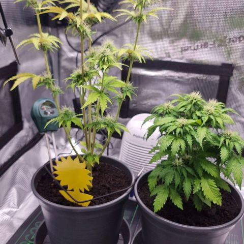 Watermelon Automatic growlog timeline photo