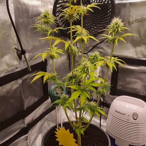 Watermelon Automatic growlog timeline photo