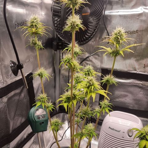 Watermelon Automatic growlog timeline photo