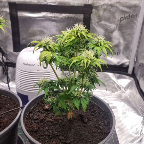 Blue Cheese Auto growlog timeline photo