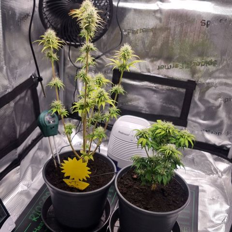 Watermelon Automatic growlog timeline photo