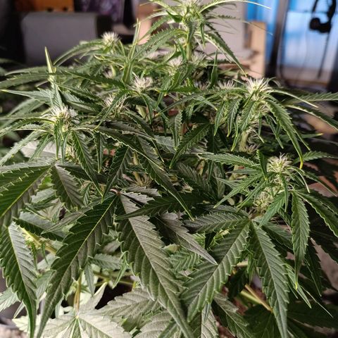 F1 Hybrid Titan 1 growlog timeline photo